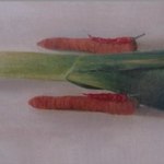 Лук, который хочет летать