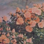 Розы чайные